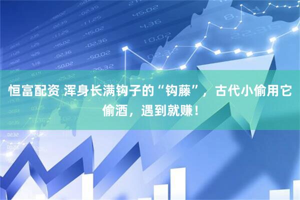 恒富配资 浑身长满钩子的“钩藤”，古代小偷用它偷酒，遇到就赚！