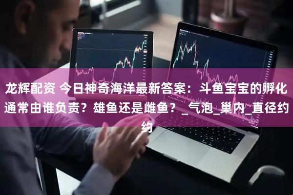 龙辉配资 今日神奇海洋最新答案：斗鱼宝宝的孵化通常由谁负责？雄鱼还是雌鱼？_气泡_巢内_直径约